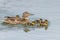 Ducklings Swimming, MallardÂ Duck Babies on Water Surface